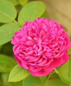 Damask-rose-oil-02-PERSSEH-essential-edible-OIL-PRODUCTS