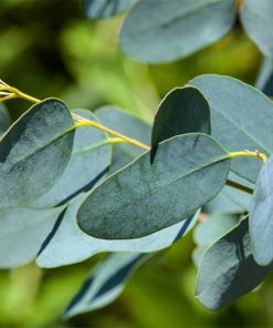 Eucalyptus-oil-02-PERSSEH-essential-edible-OIL-PRODUCTS