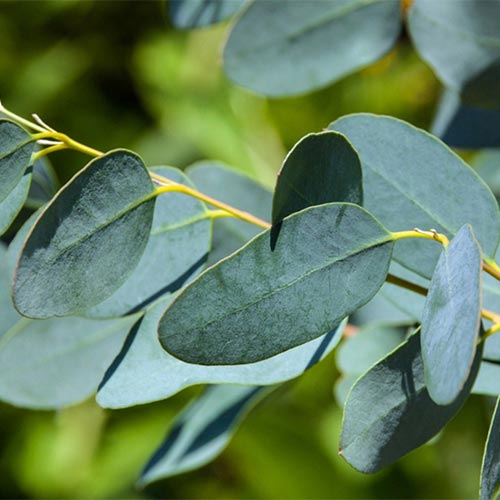 Eucalyptus-oil-02-PERSSEH-essential-edible-OIL-PRODUCTS