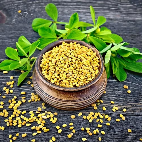 Fenugreek-oil-02-PERSSEH-essential-edible-OIL-PRODUCTS