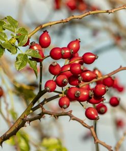 Rose-Hip-seed-oil-02-PERSSEH-essential-edible-OIL-PRODUCTS