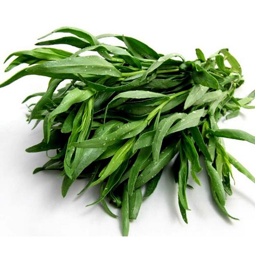 Tarragon-oil-02-PERSSEH-essential-edible-OIL-PRODUCTS