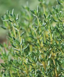 Thyme-oil-02-PERSSEH-essential-edible-OIL-PRODUCTS