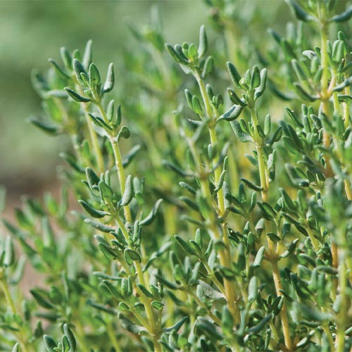 Thyme-oil-02-PERSSEH-essential-edible-OIL-PRODUCTS