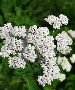 Yarrow-oil-02-PERSSEH-essential-edible-OIL-PRODUCTS