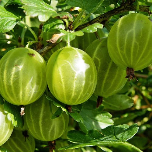 amla-oil-02-PERSSEH-essential-edible-OIL-PRODUCTS