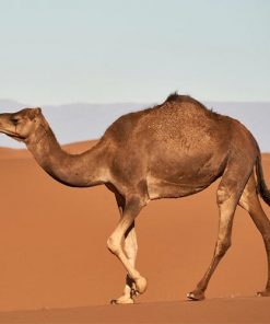 camel-hump-oil-02-PERSSEH-essential-edible-OIL-PRODUCTS