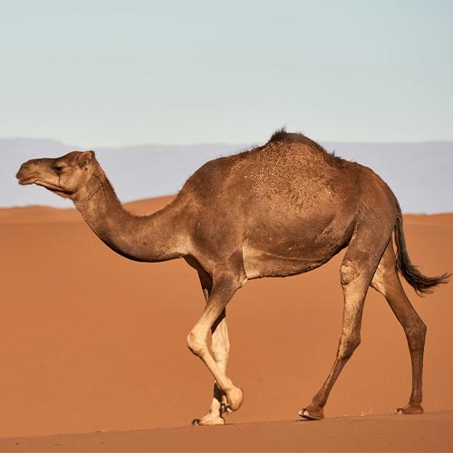 camel-hump-oil-02-PERSSEH-essential-edible-OIL-PRODUCTS