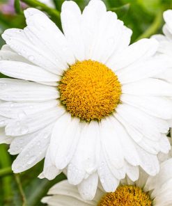 chamomile-oil-02-PERSSEH-essential-edible-OIL-PRODUCTS