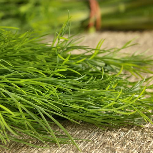 dill-oil-02-PERSSEH-essential-edible-OIL-PRODUCTS