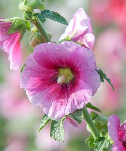 hollyhock-oil-02-PERSSEH-essential-edible-OIL-PRODUCTS