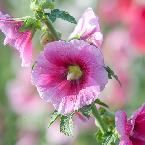 hollyhock-oil-02-PERSSEH-essential-edible-OIL-PRODUCTS