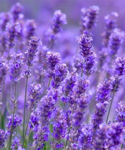 lavender-oil-02-PERSSEH-essential-edible-OIL-PRODUCTS