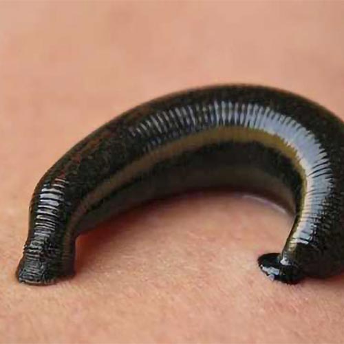 leech-oil-02-PERSSEH-essential-edible-OIL-PRODUCTS