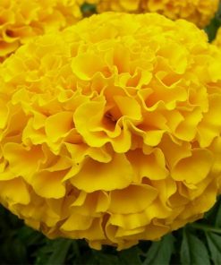 marigold-oil-02-PERSSEH-essential-edible-OIL-PRODUCTS
