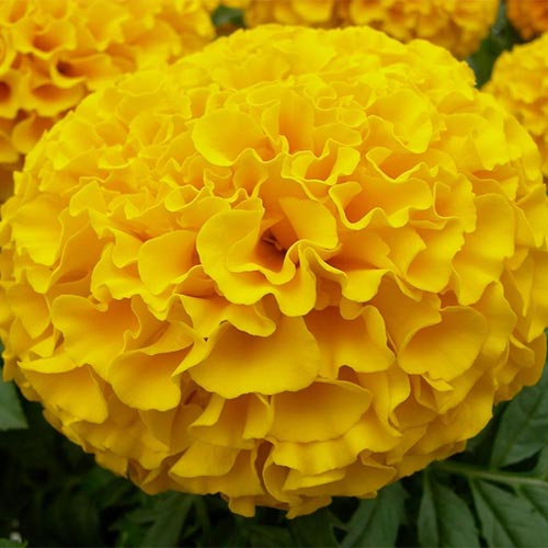 marigold-oil-02-PERSSEH-essential-edible-OIL-PRODUCTS