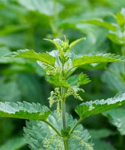 nettle-oil-02-PERSSEH-essential-edible-OIL-PRODUCTS