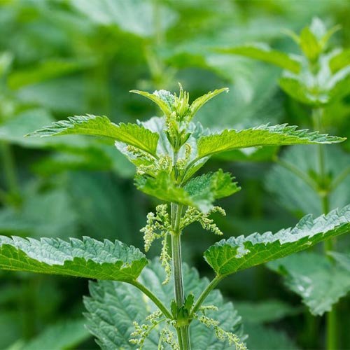nettle-oil-02-PERSSEH-essential-edible-OIL-PRODUCTS