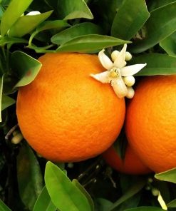 orange-blossom-oil-02-PERSSEH-essential-edible-OIL-PRODUCTS