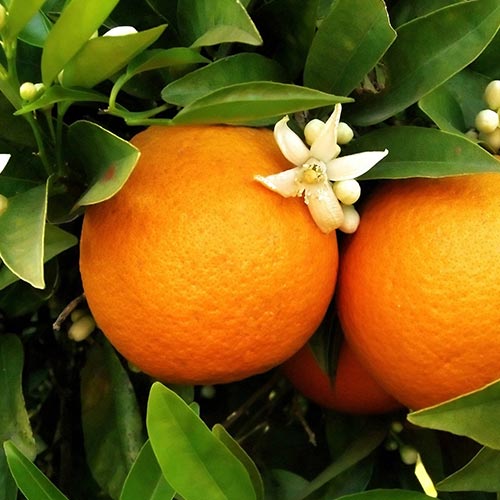 orange-blossom-oil-02-PERSSEH-essential-edible-OIL-PRODUCTS