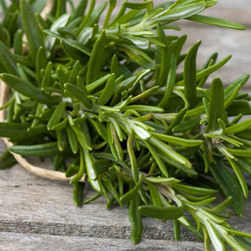 rosemary-oil-02-PERSSEH-essential-edible-OIL-PRODUCTS