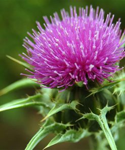 thistle-oil-02-PERSSEH-essential-edible-OIL-PRODUCTS