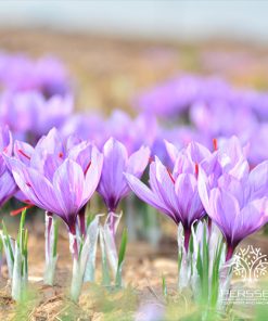 PERSSEH-SAFFRON-FOODSTUFFS-02